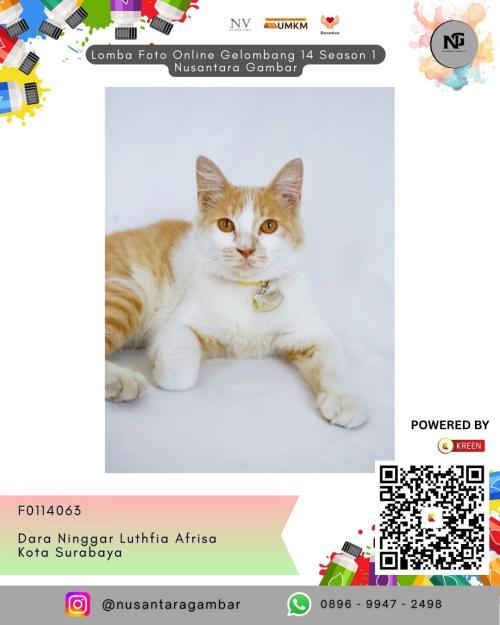 dara ninggar luthfia afrisa